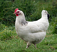 Hybrids – AK Poultry